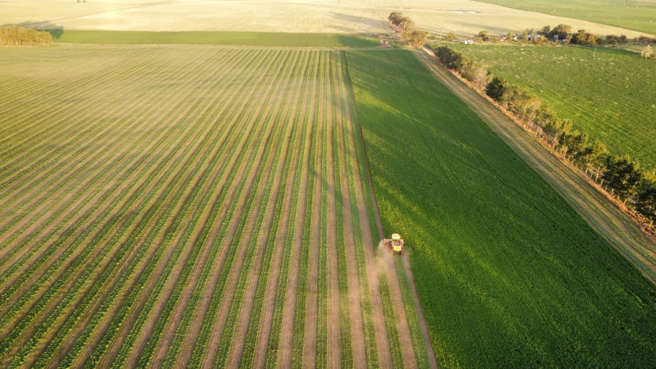 Servicio Rollos de Alfalfa